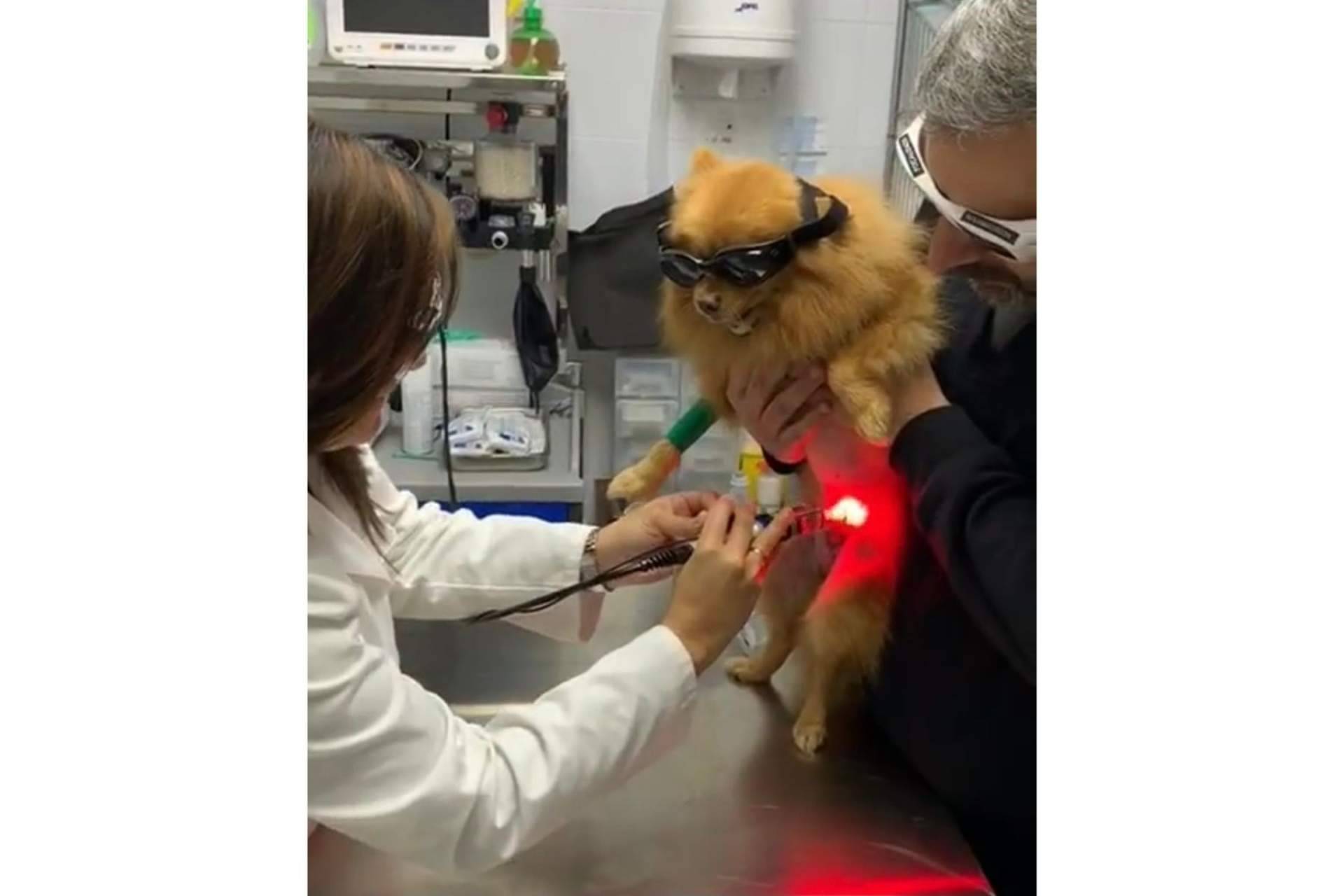 Clínica Veterinaria Mascotiti: todo lo que se debe saber sobre la prevención de enfermedades para la mascota