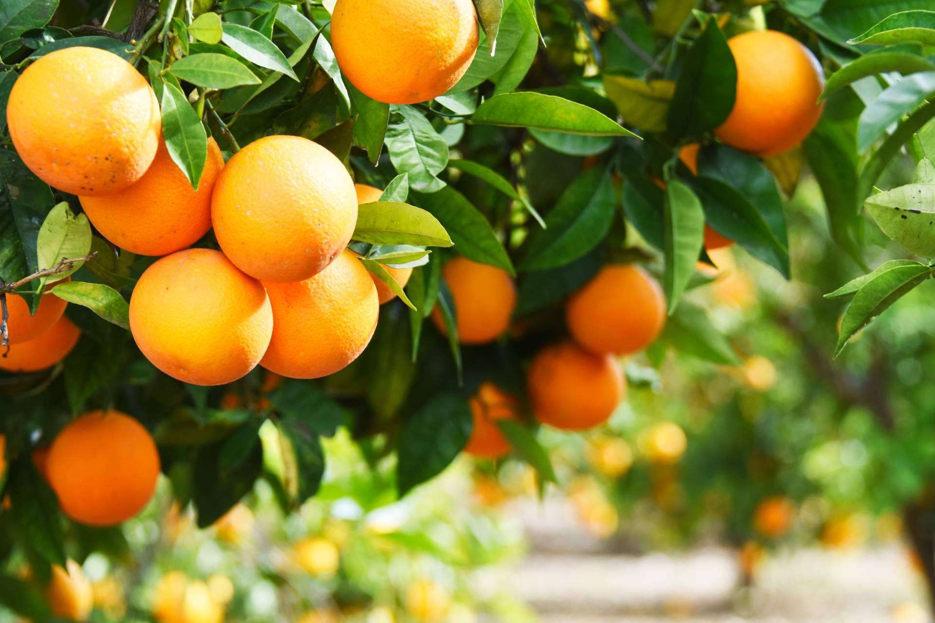 Comprar naranjas de zumo en Finca el Carraixet