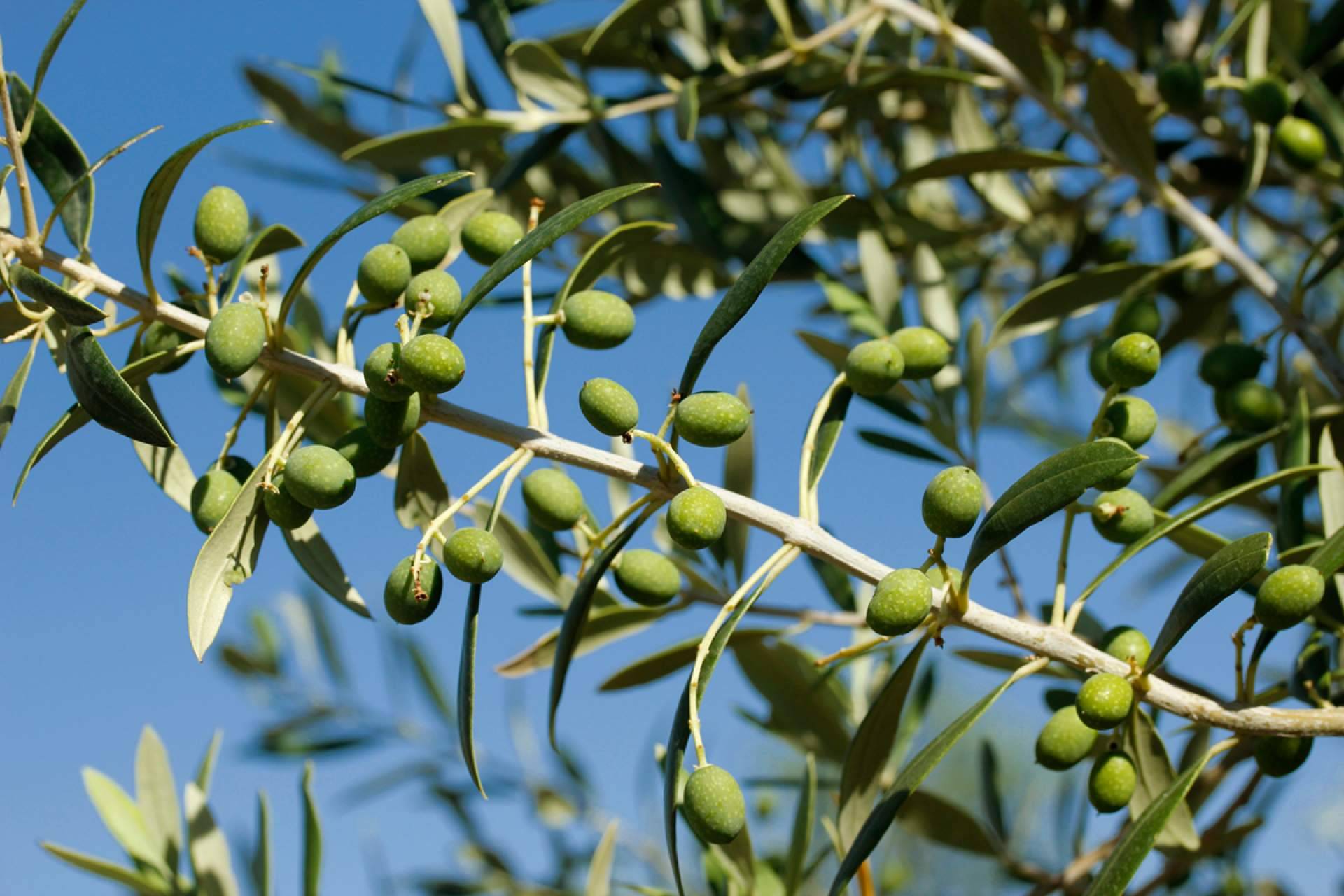 Las olivas y la salud
