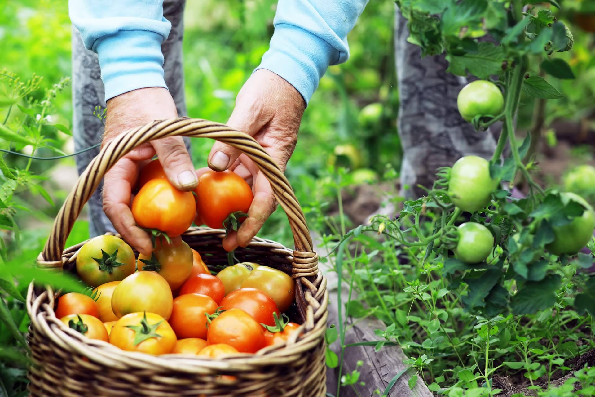 Productos de la agricultura ecológica de AYDOAGUA