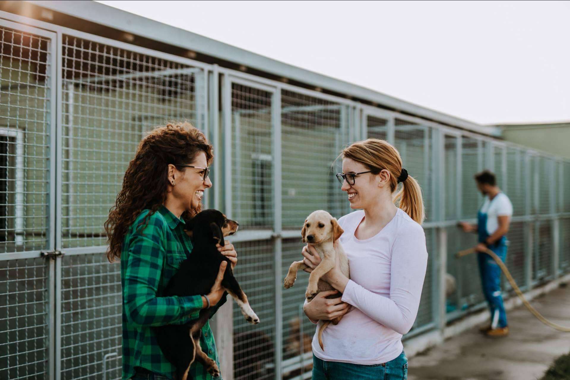El proyecto Adopta un Animal cuenta con tienda online propia para ayudar a fundaciones y protectoras de animales