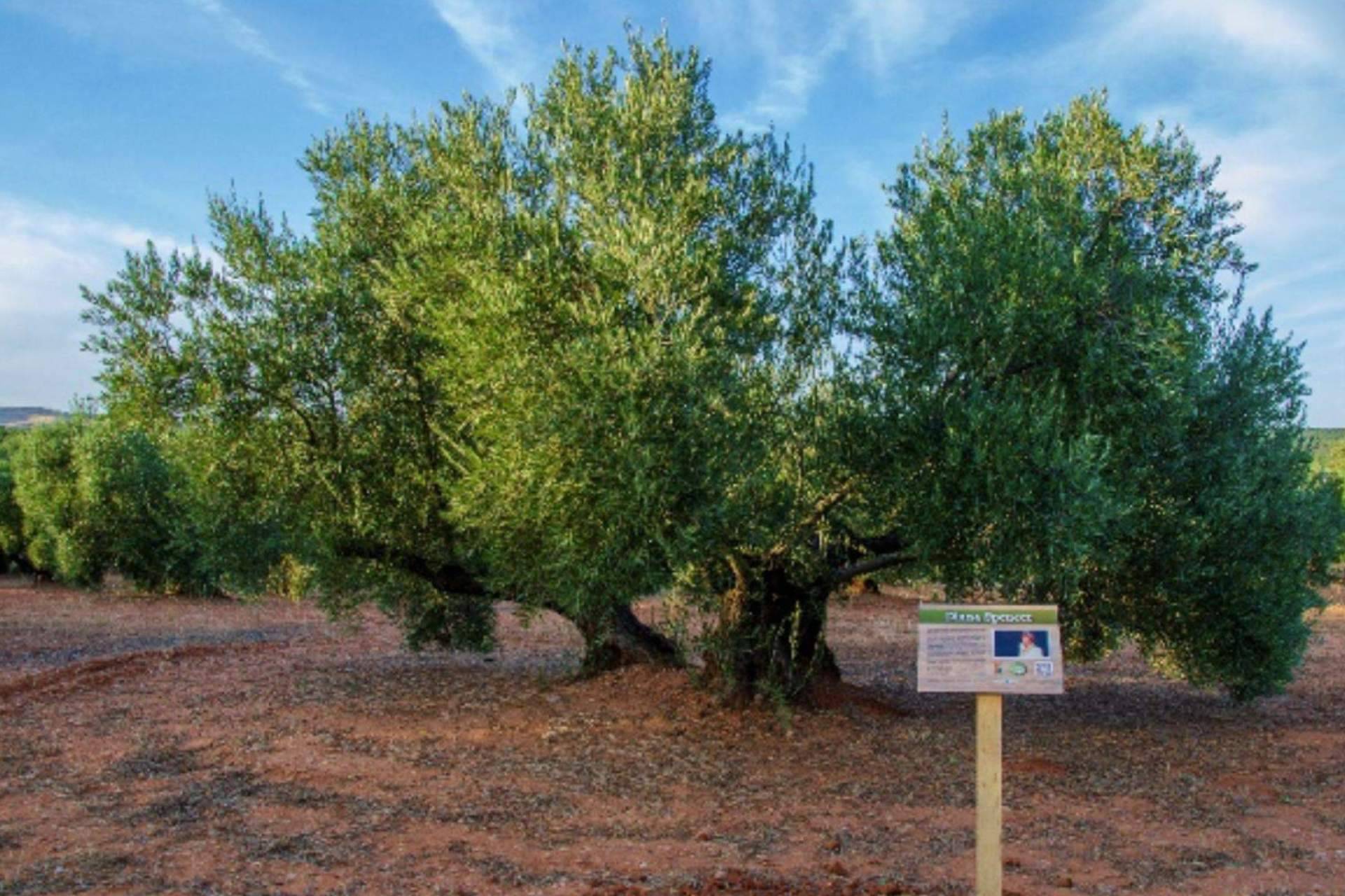 El agradecimiento del Príncipe de Gales a la Fundación Lumiére por el galardón ‘Olivo Solidario’