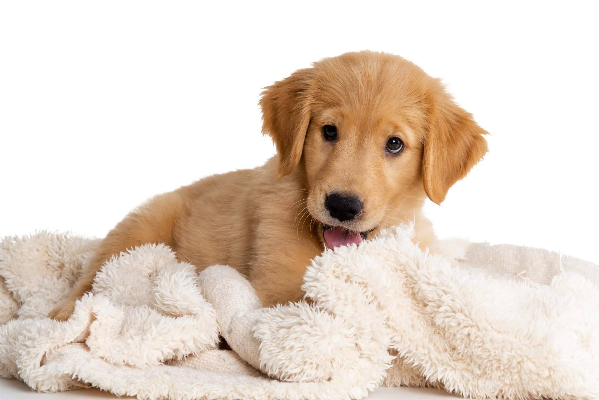 101 Cachorros permite adquirir cachorros de diferentes razas
