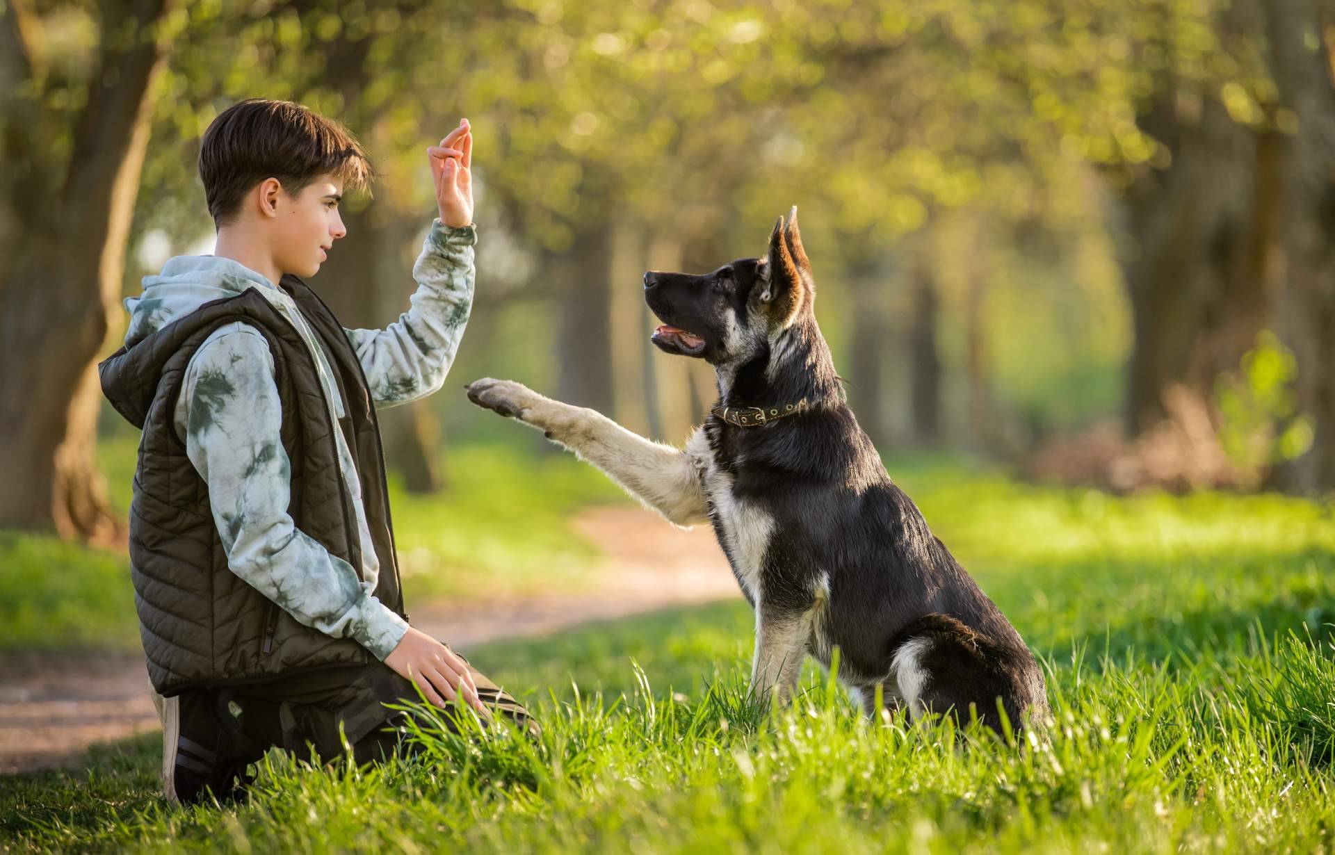 ¿Qué ofrece el programa de adiestramiento de perros de Cachorros del Valle?