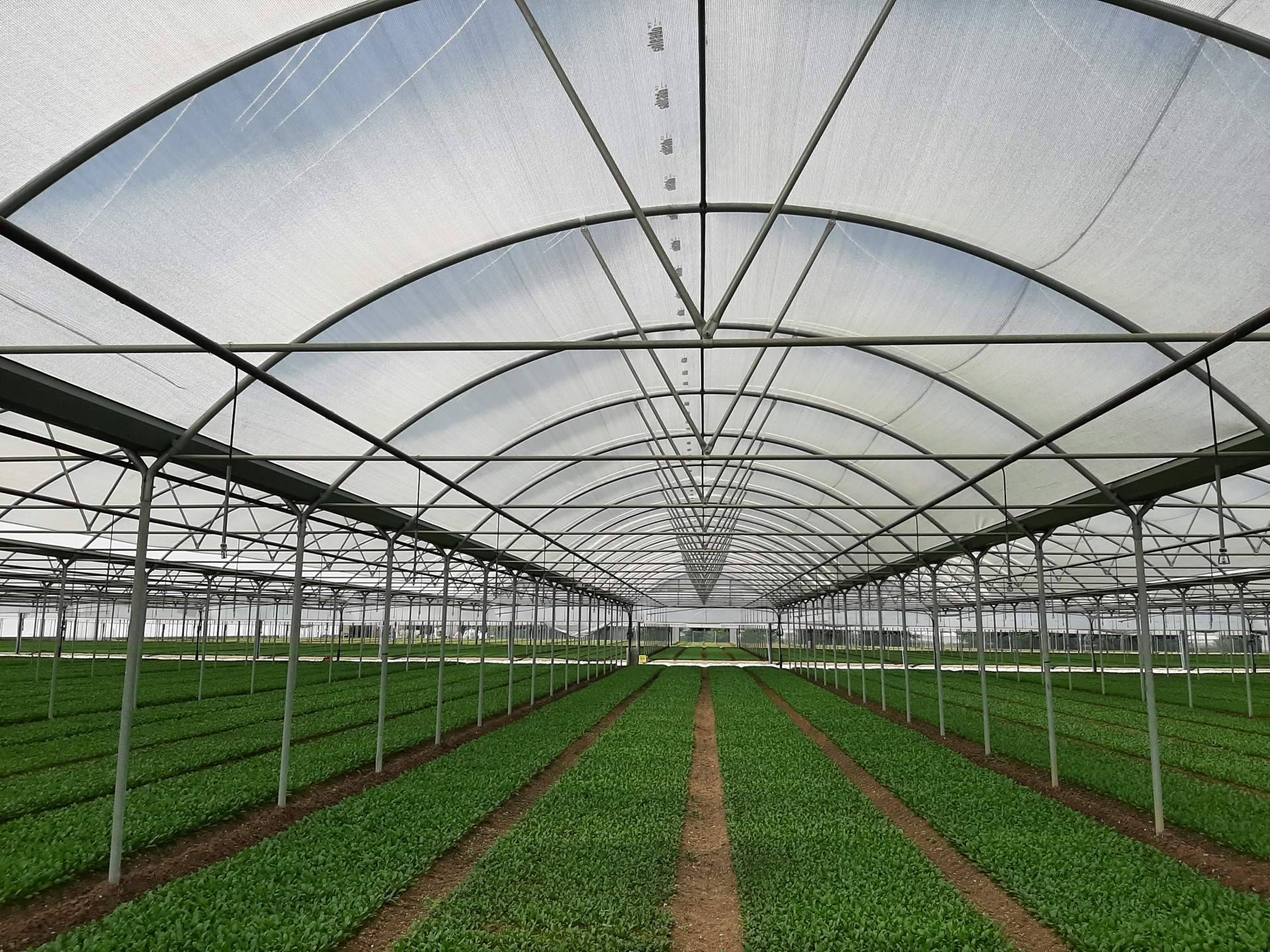 Malla termodifusora con partículas de aluminio: mejorar la calidad del cultivo gracias a los servicios de la empresa AGRALIA