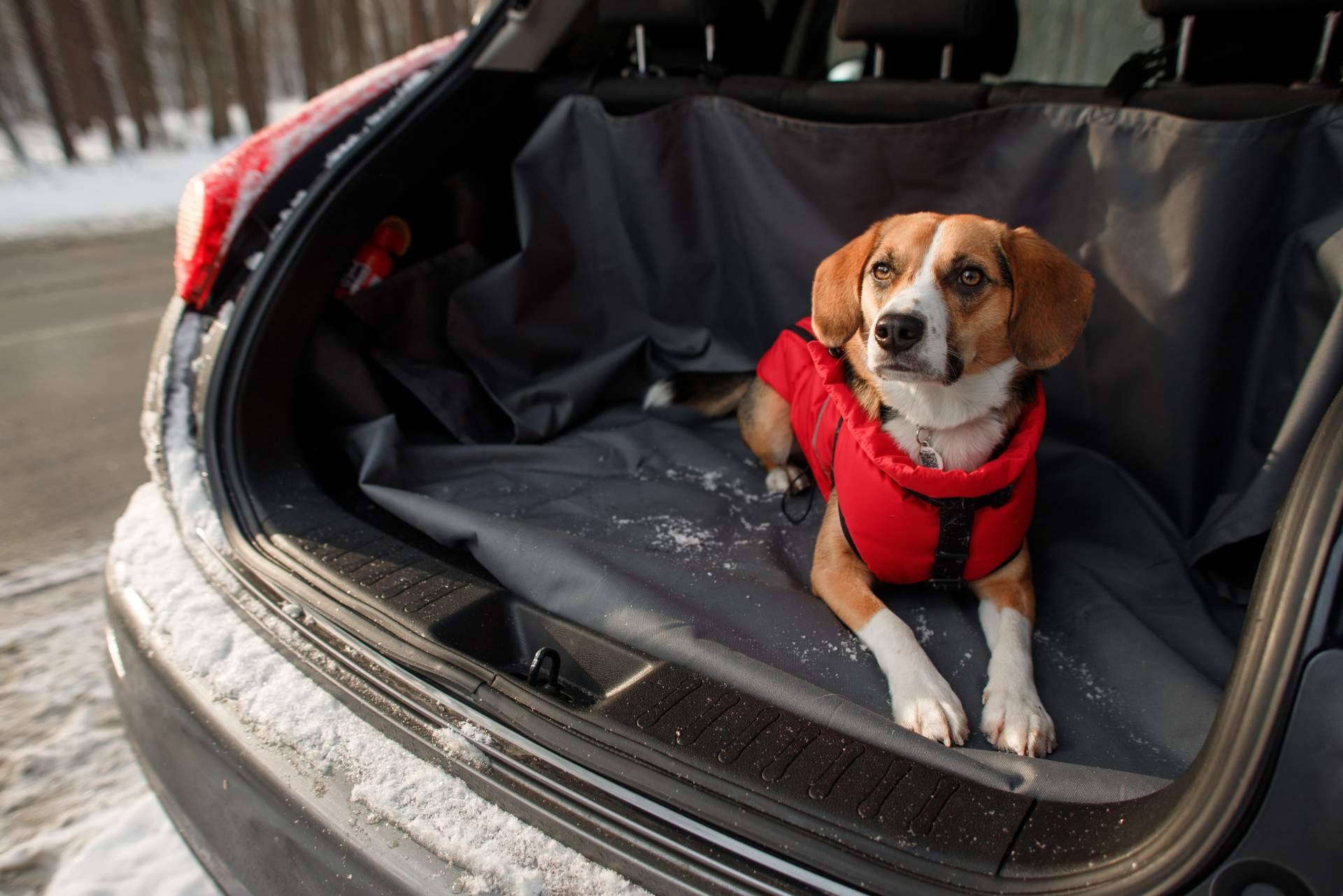 Protector maletero perro con material PVC, de la mano de Distribuciones Cantelar