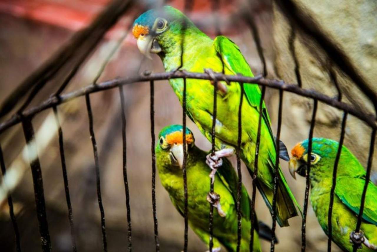 Jaulanimal: Así es como se puede escoger una jaula para la mascota de manera eficiente