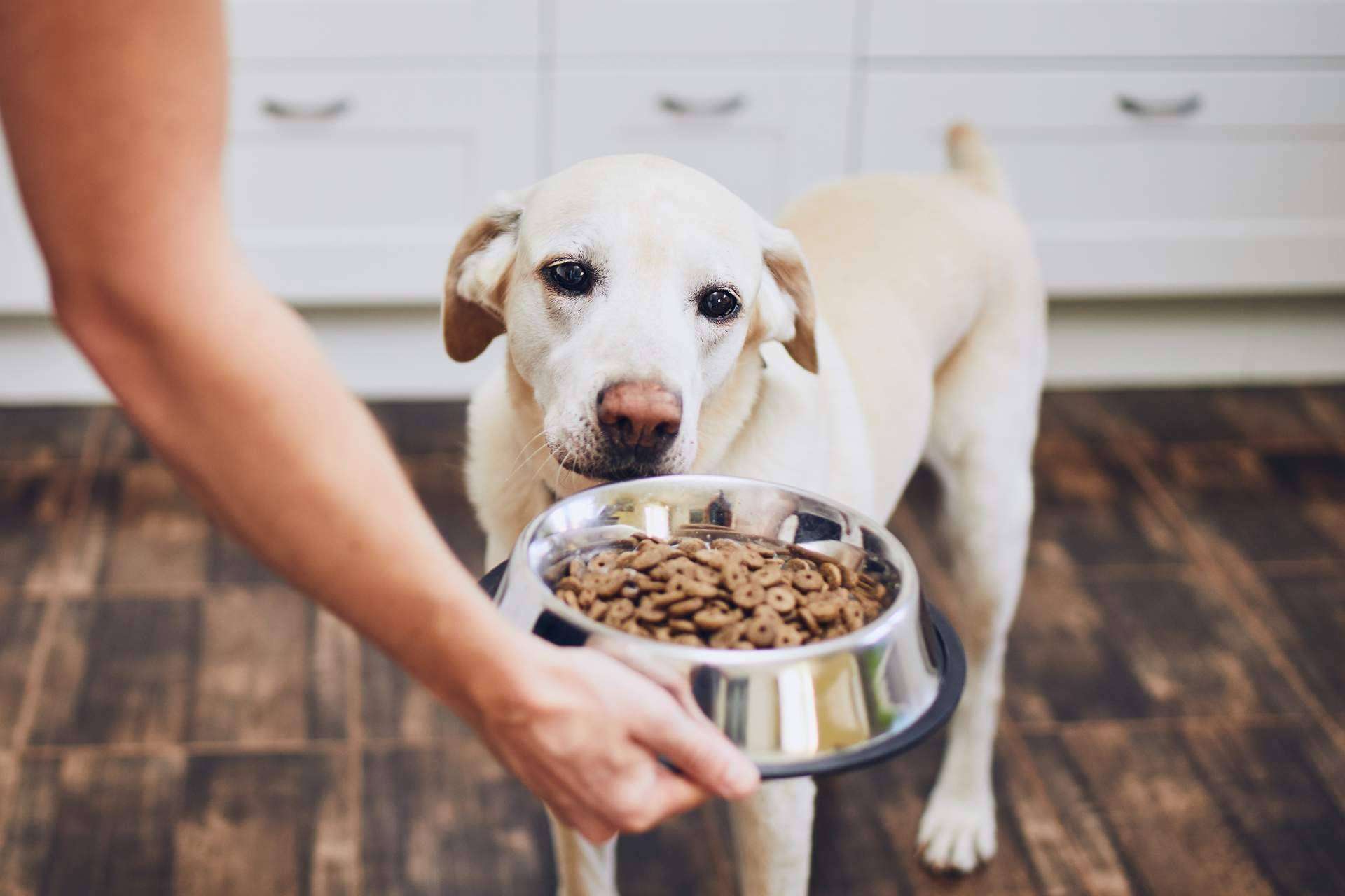 Pienso para perros, ¿qué es realmente eso?