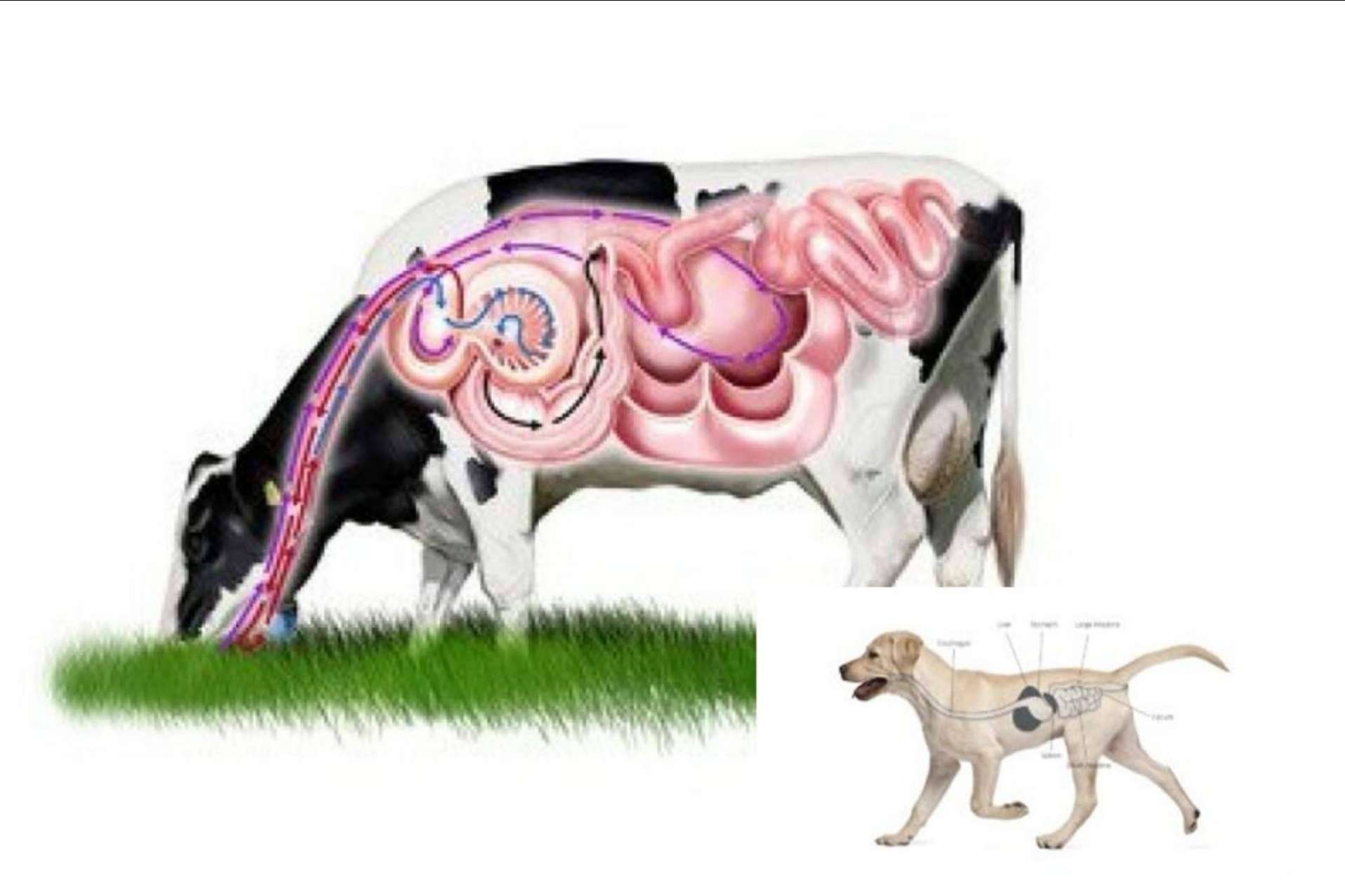 ¿Qué comen los perros?