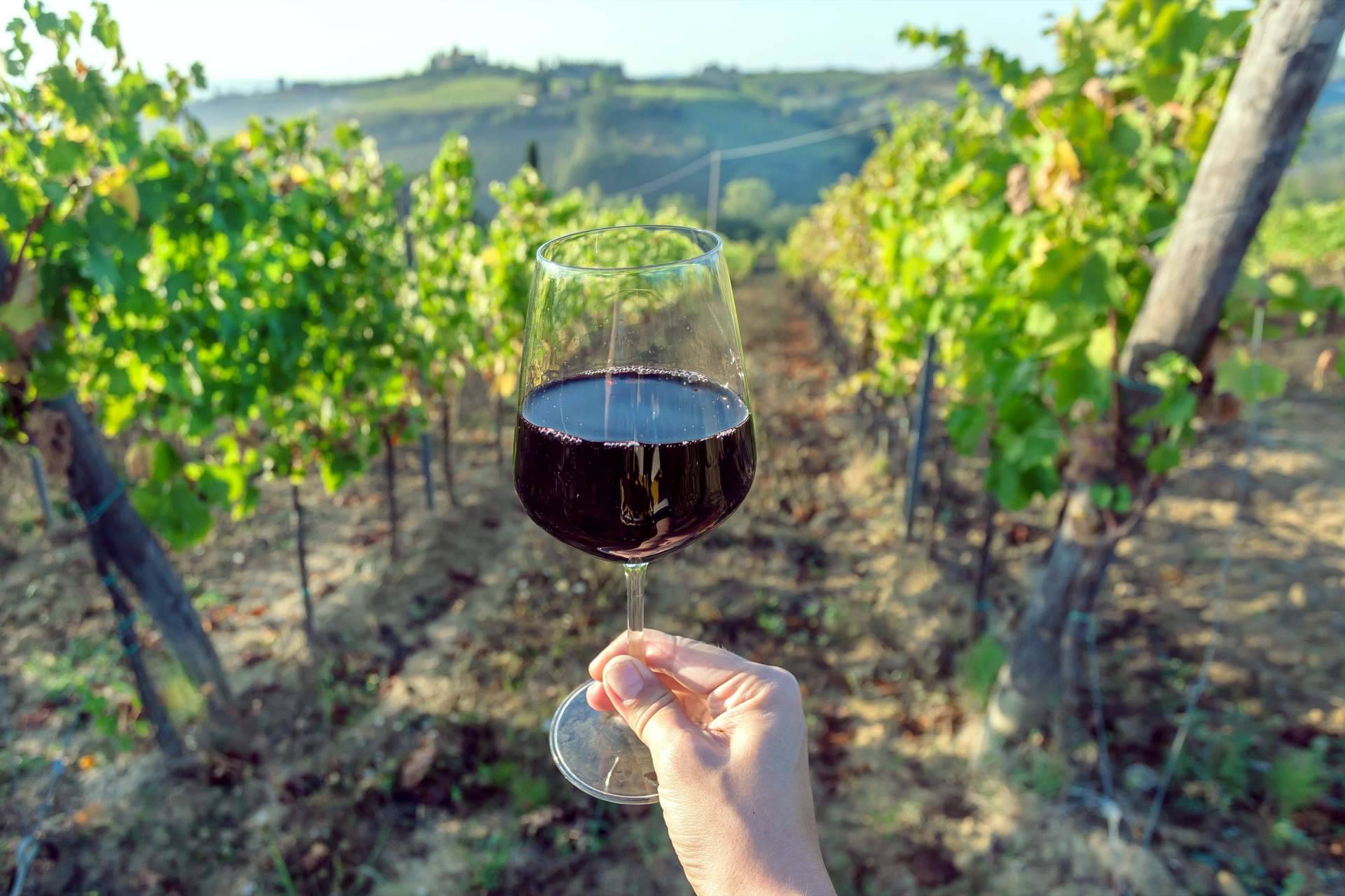 Los vinos ecológicos de La Tintorería Vinoteca