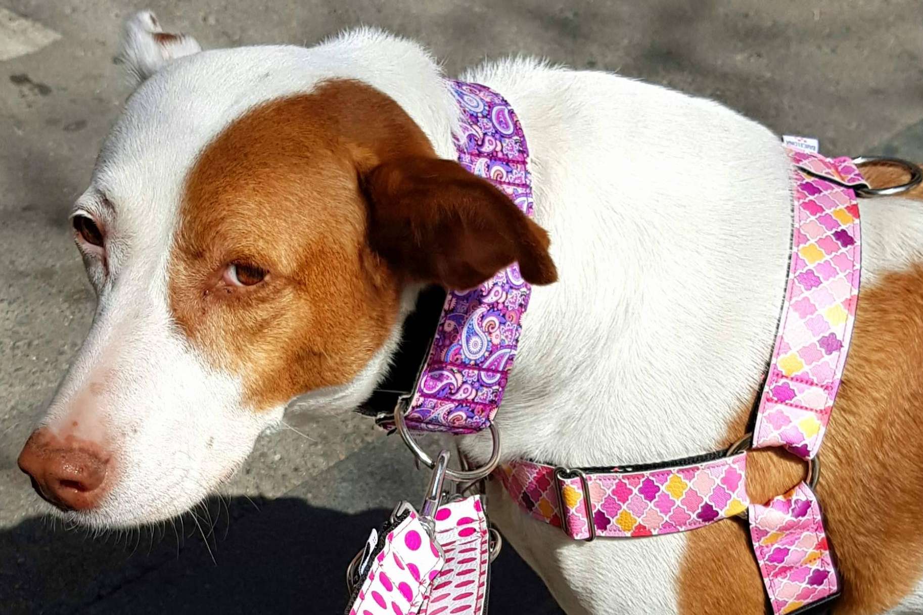Collares y arneses para perros ¿Cuál es la mejor opción según la tienda Patitas Barcelona?
