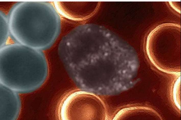 Cellumed Clinic: nutrición ortomolecular y análisis celular