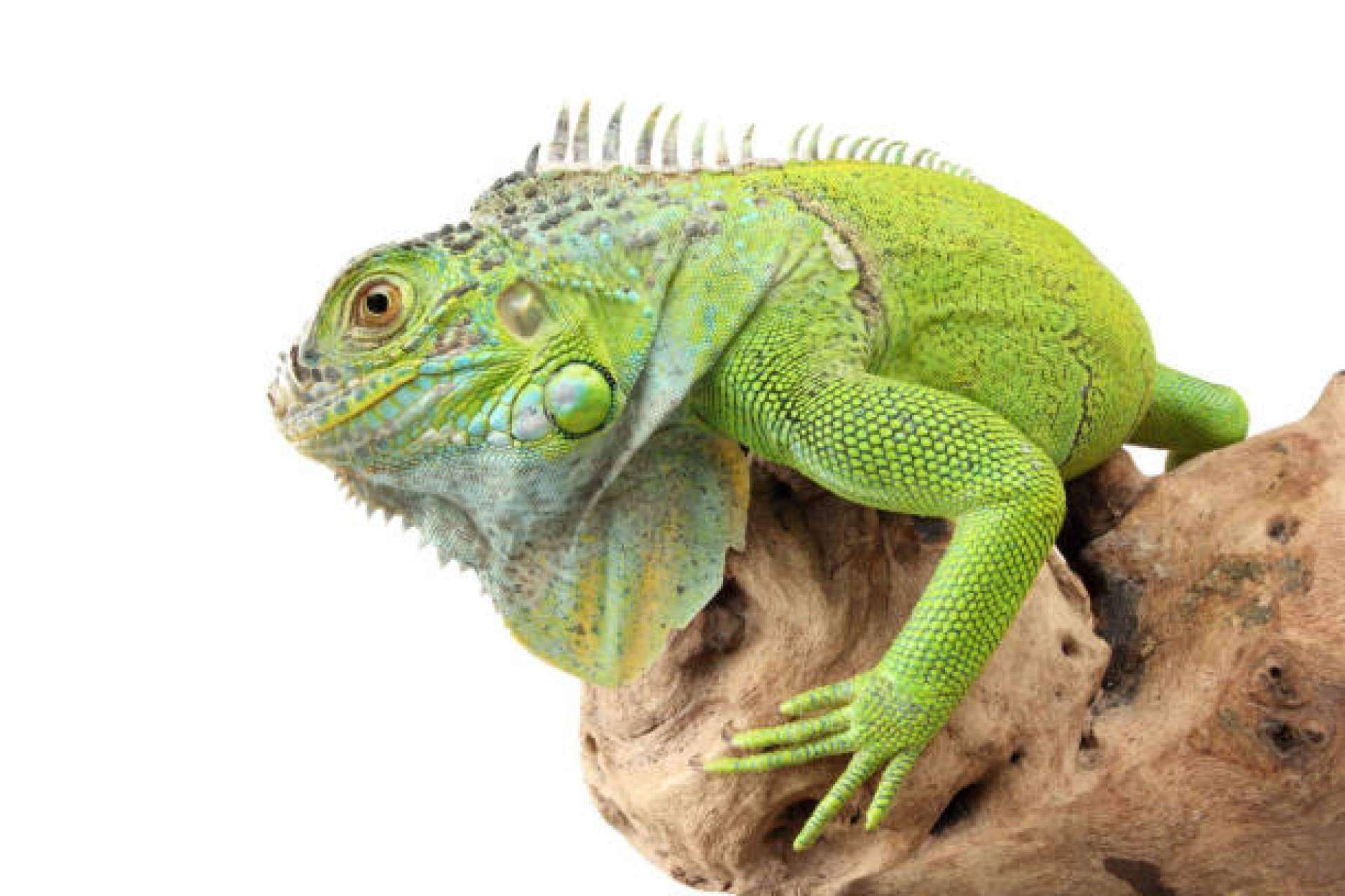 Reptiles como mascota: ¿Qué se debe saber?, por Animalzone