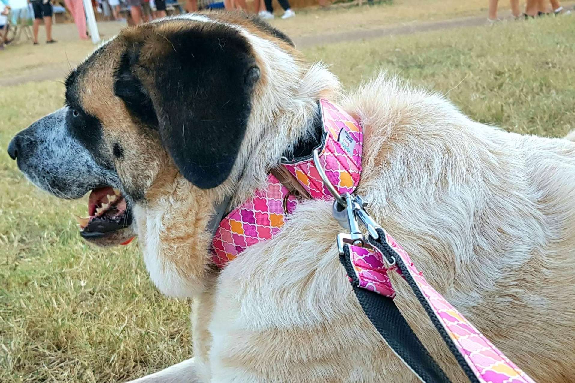 Correa doble multi-posición de Patitas Barcelona, perfecta para hacer deporte con la mascota