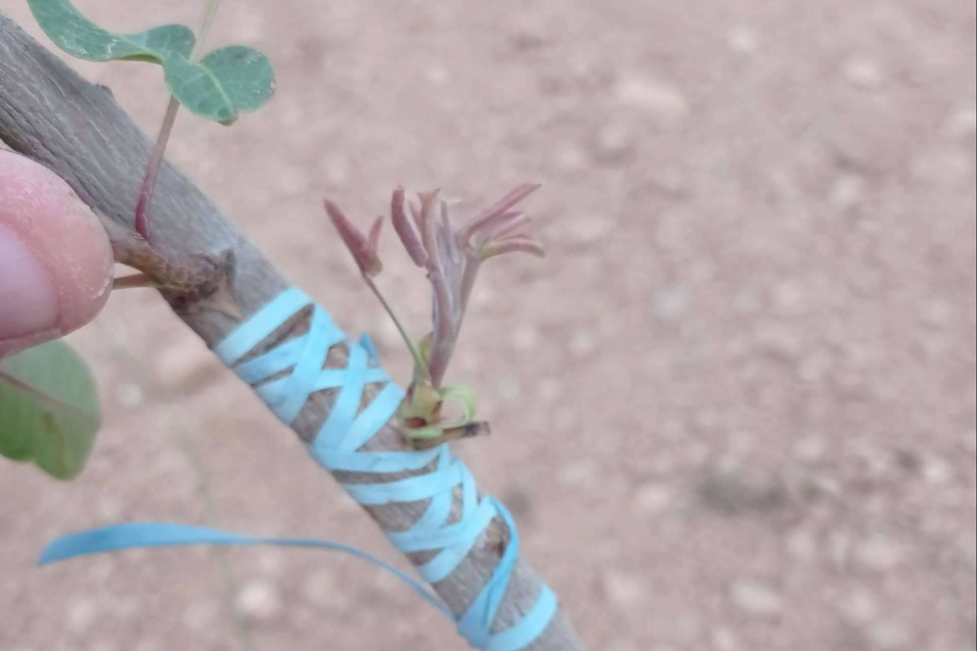 Asesoramiento en plantaciones de pistacho de la mano de Gextec