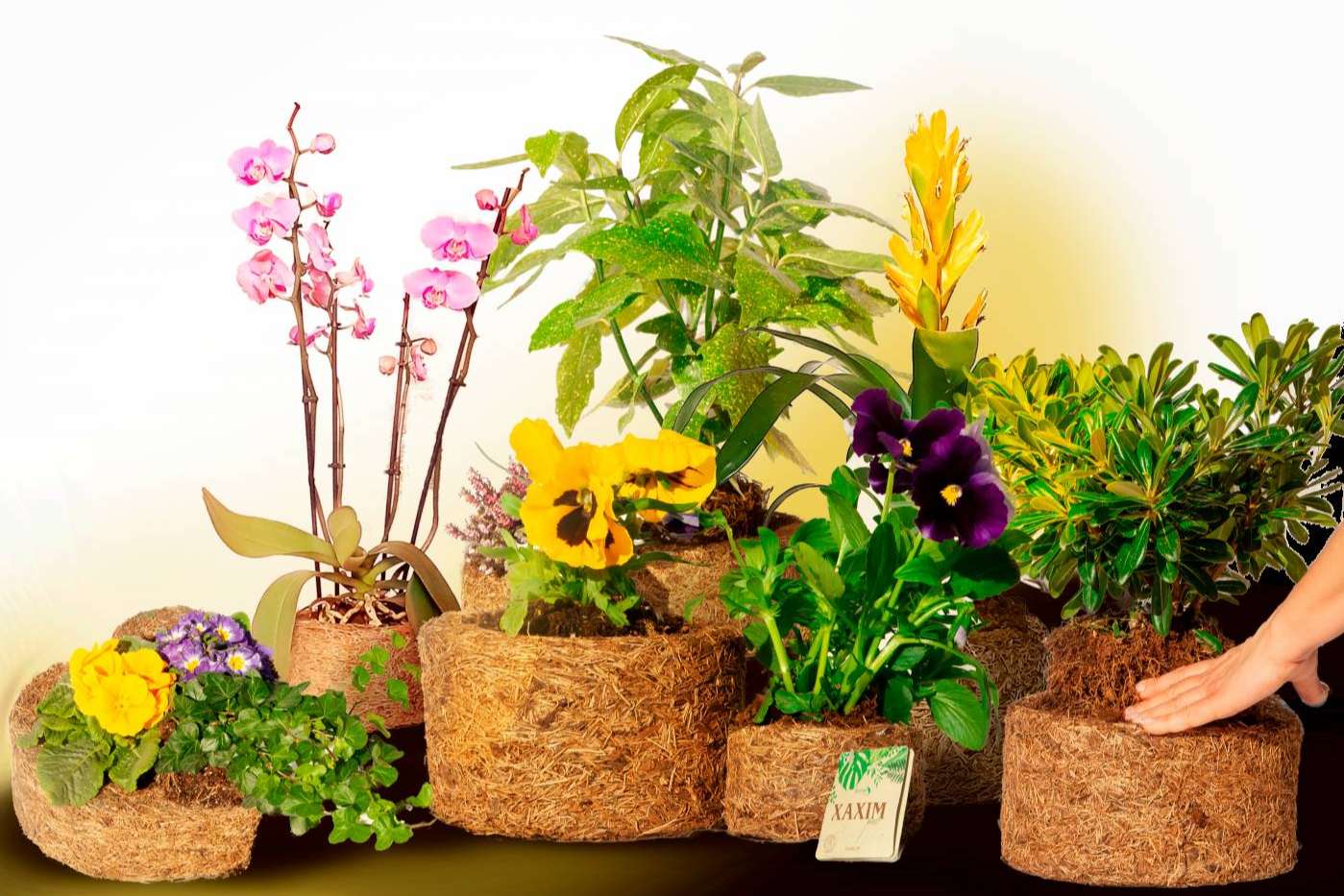 Contribuir a un mundo verde con Xaxim Pots, un emprendimiento de Biosolvit Spain