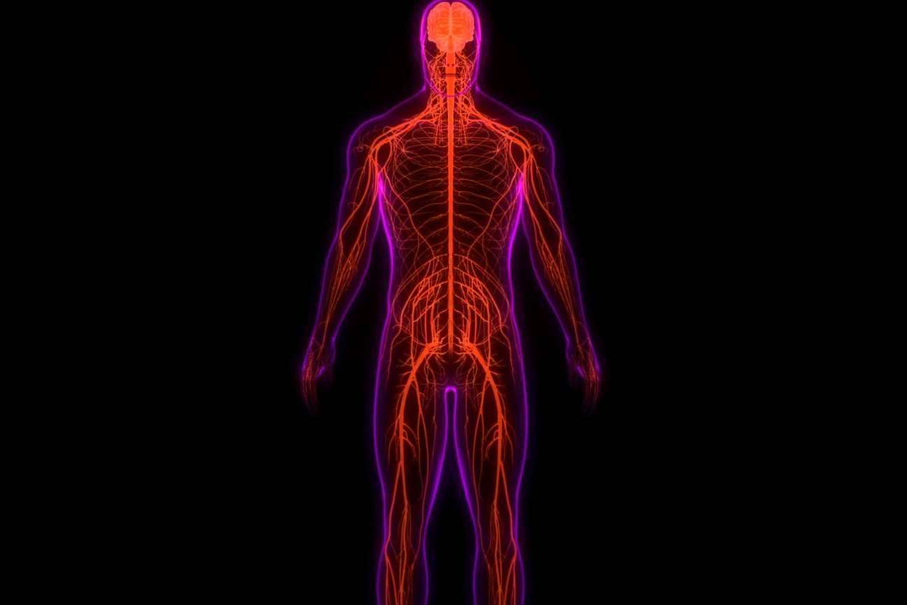 La importancia del sistema nervioso, por Centre Chiropractic Dr. Marc Bony