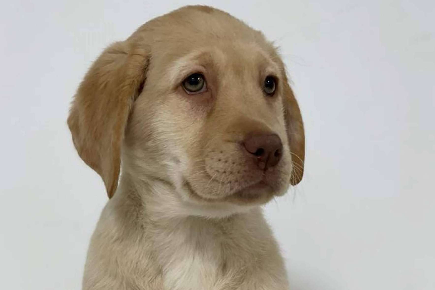 Tienda Cachorro es una tienda de mascotas que prioriza a los animales