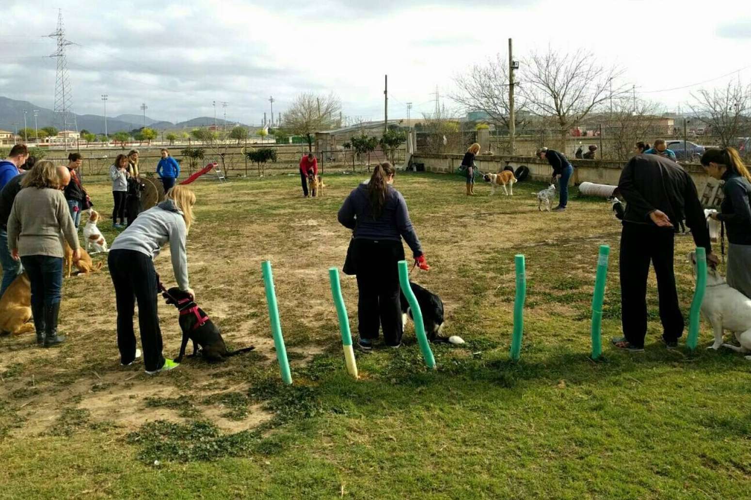 La Asociación Española de Perros de Apoyo ayuda a mejorar la relación entre perros y humanos con el adiestramiento canino