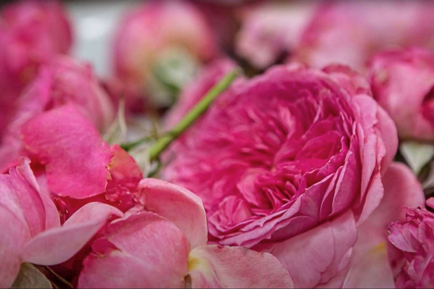 El rosal comestible de Rachel & Co como alternativa en el Día del Libro y de la Rosa
