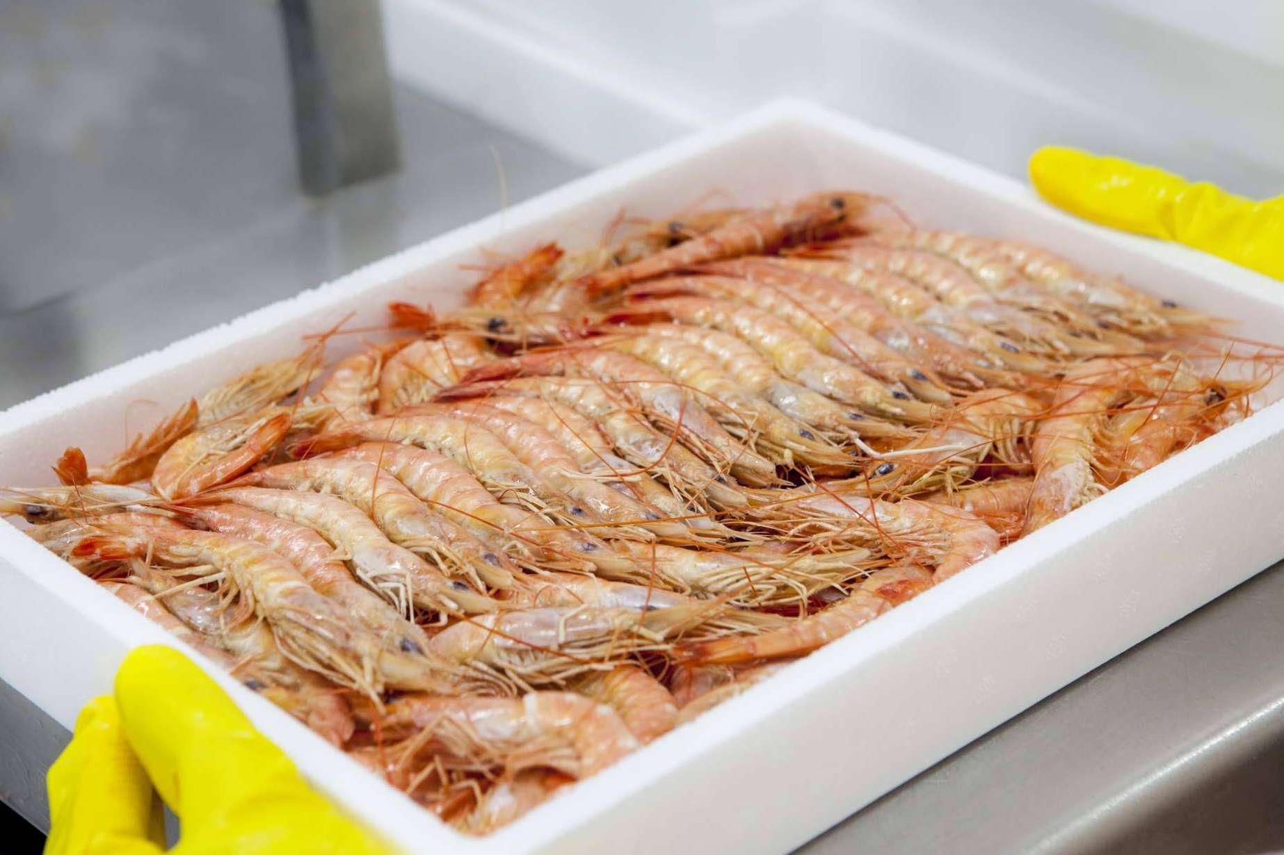 Comprar marisco congelado y de buena calidad en Mariscos Apolo