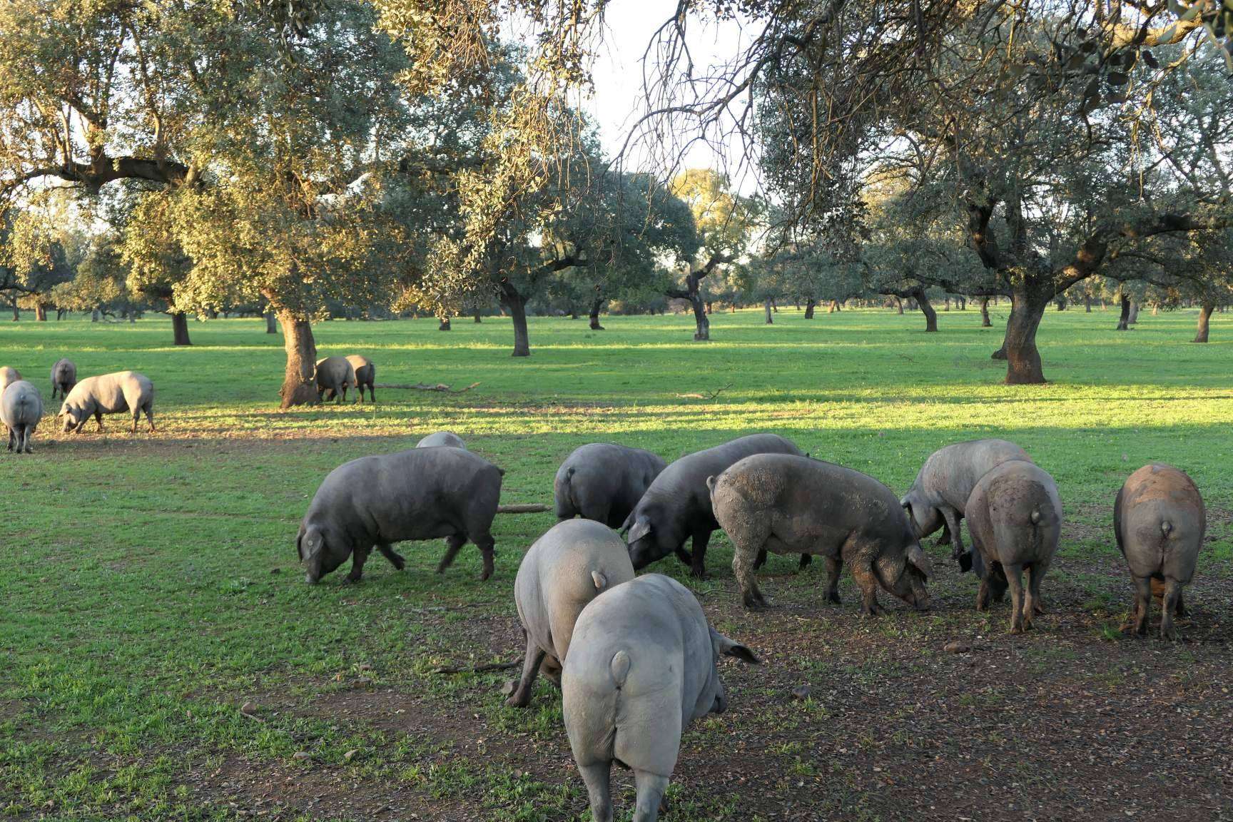 ¿Qué es un cerdo ibérico de cebo de campo?