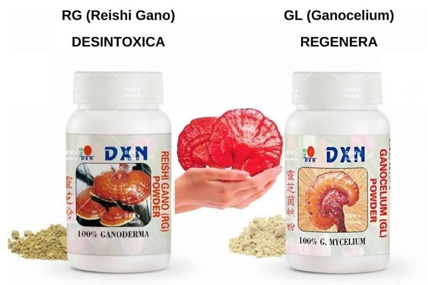 Las propiedades de Ganoderma Lucidum para mejorar la salud, por La Tienda de Cristóbal