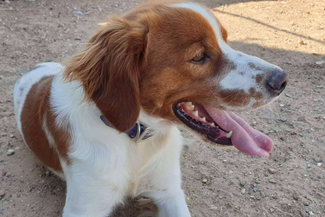 La Asociación Española Perros de Apoyo ofrece ayudas según la legislación para el bienestar animal