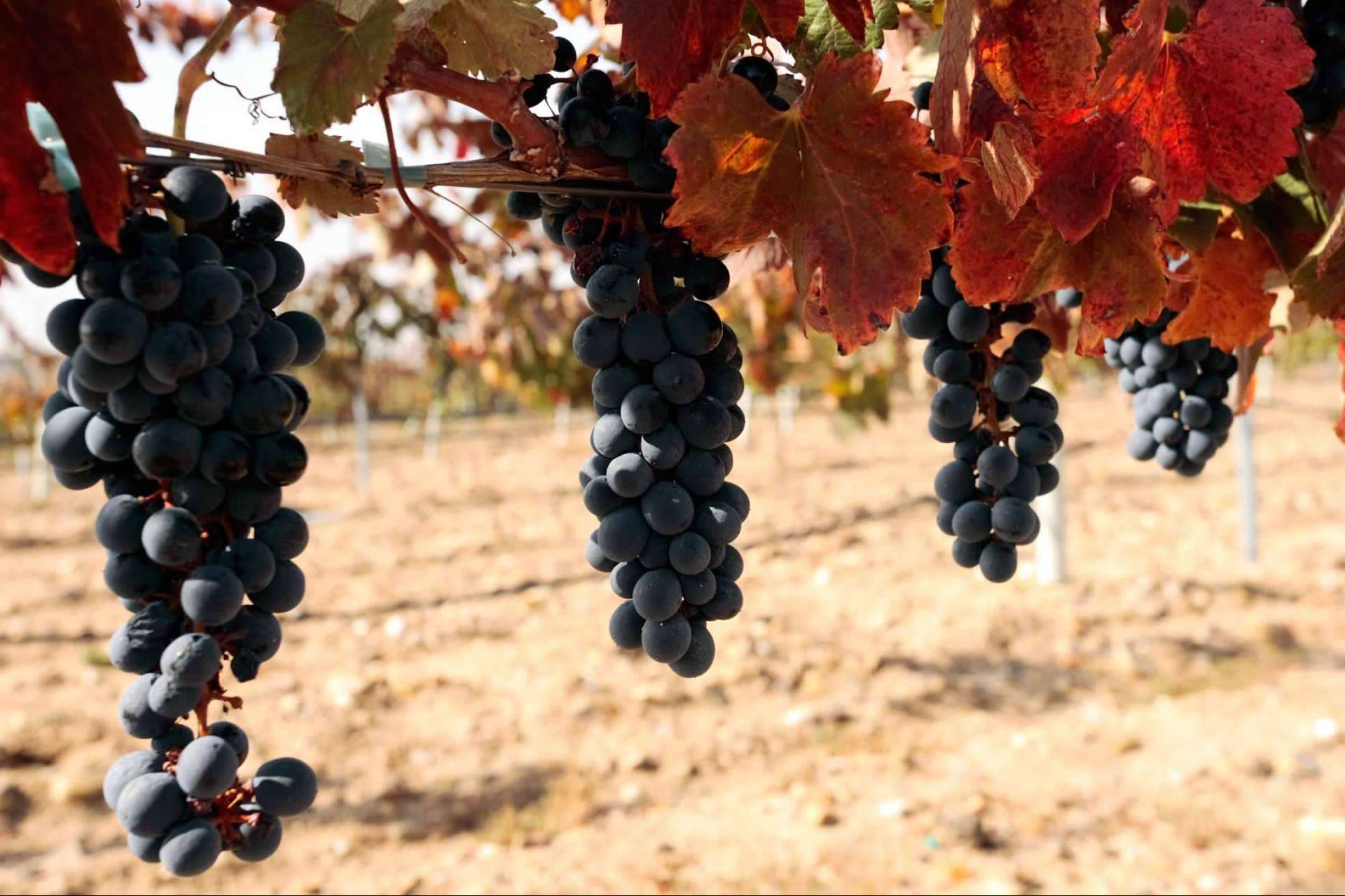 Barcolobo, los 5 vinos de reserva natural que no pueden faltar en la mesa