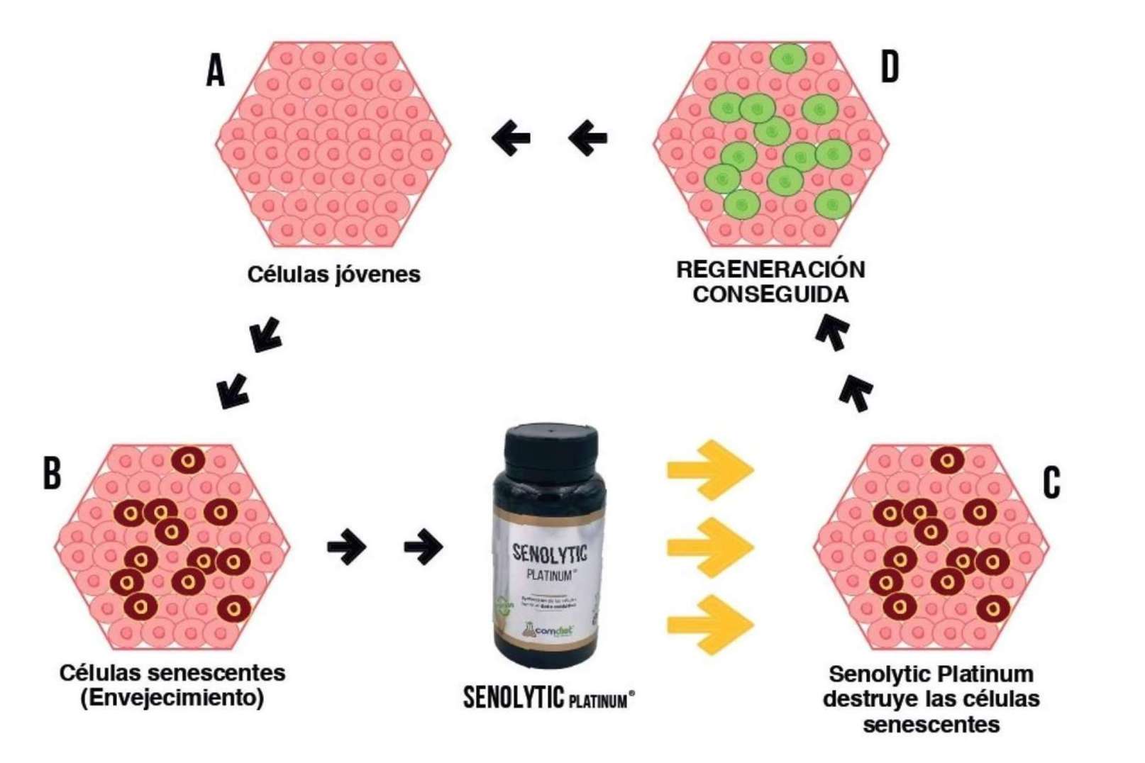 Senolytic Platinum, de Comdiet Roig Laboratorios, contribuye a prevenir el envejecimiento