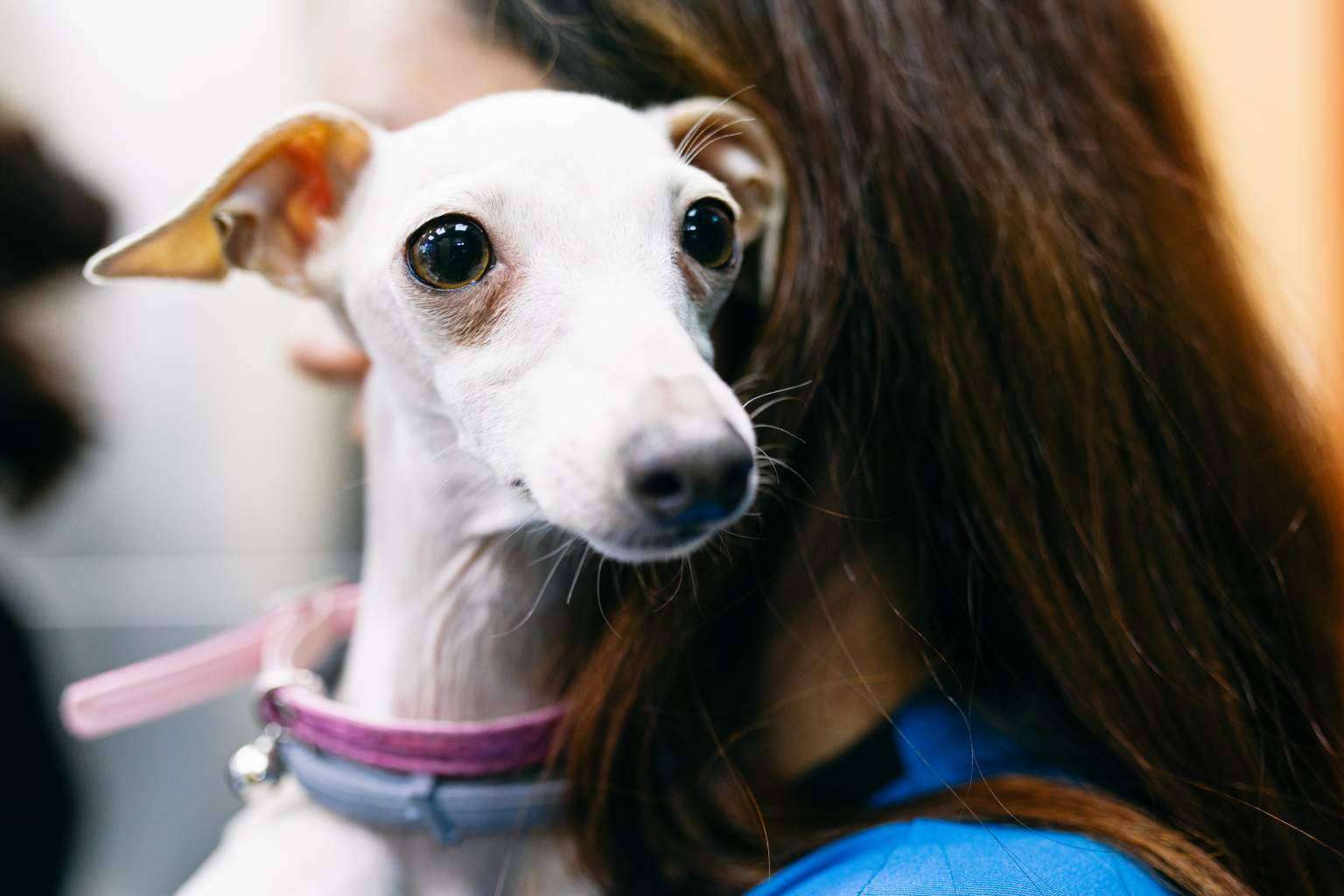 Los avances en las prótesis en animales, de la mano del Hospital Veterinario El Bosque