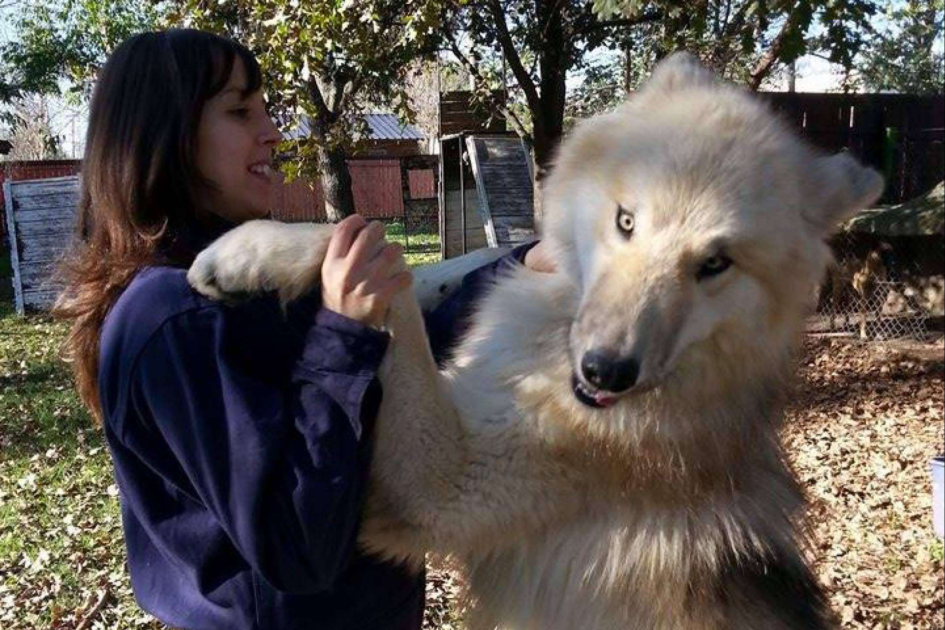 Wolfdog o Perro Lobo Americano, de los mitos y leyendas a las realidades