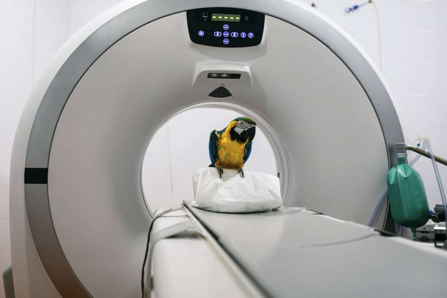 El servicio de radiodiagnóstico del Hospital Veterinario Privet