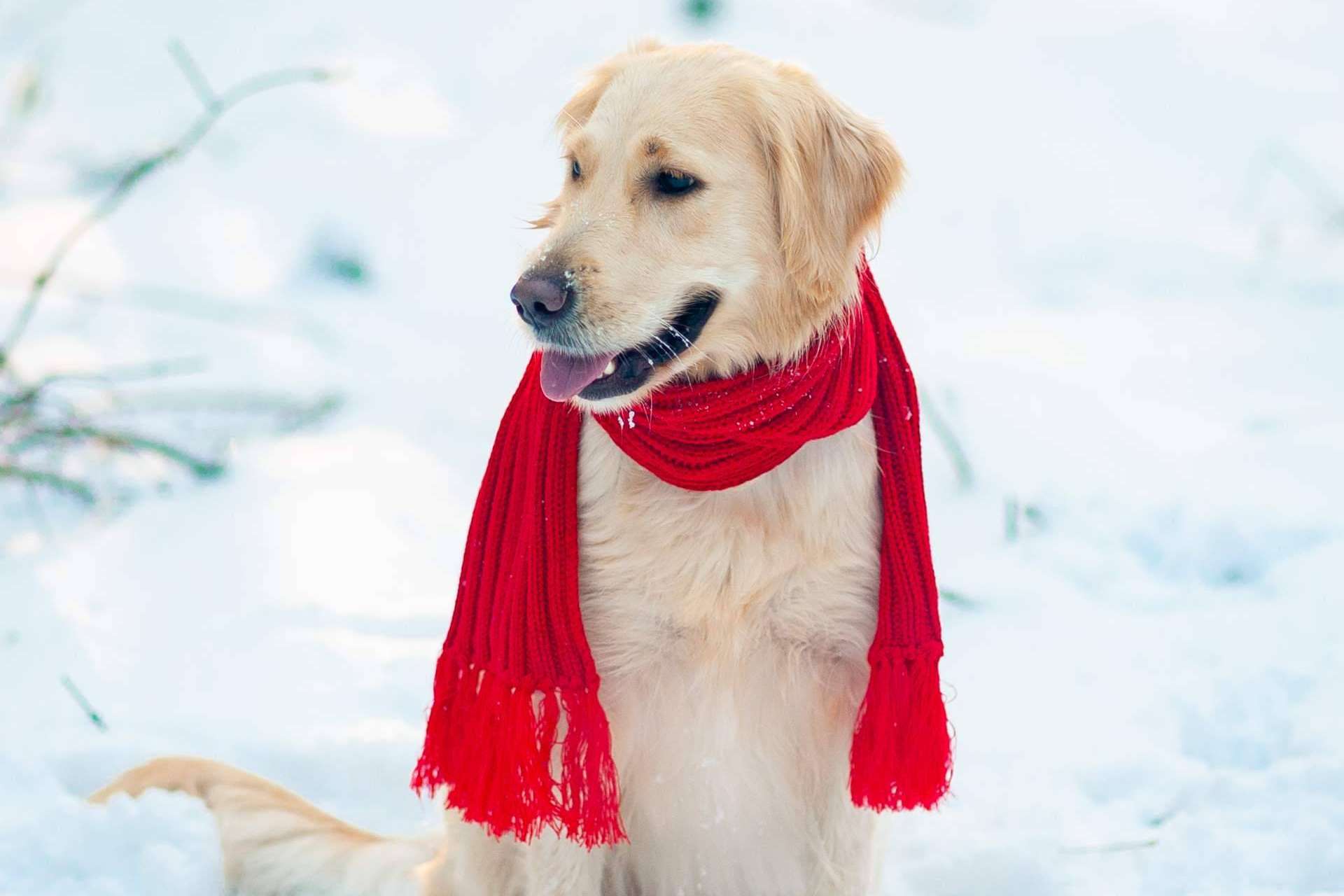 Cuáles son los cuidados necesarios de los perros de cara al invierno, por LovePets