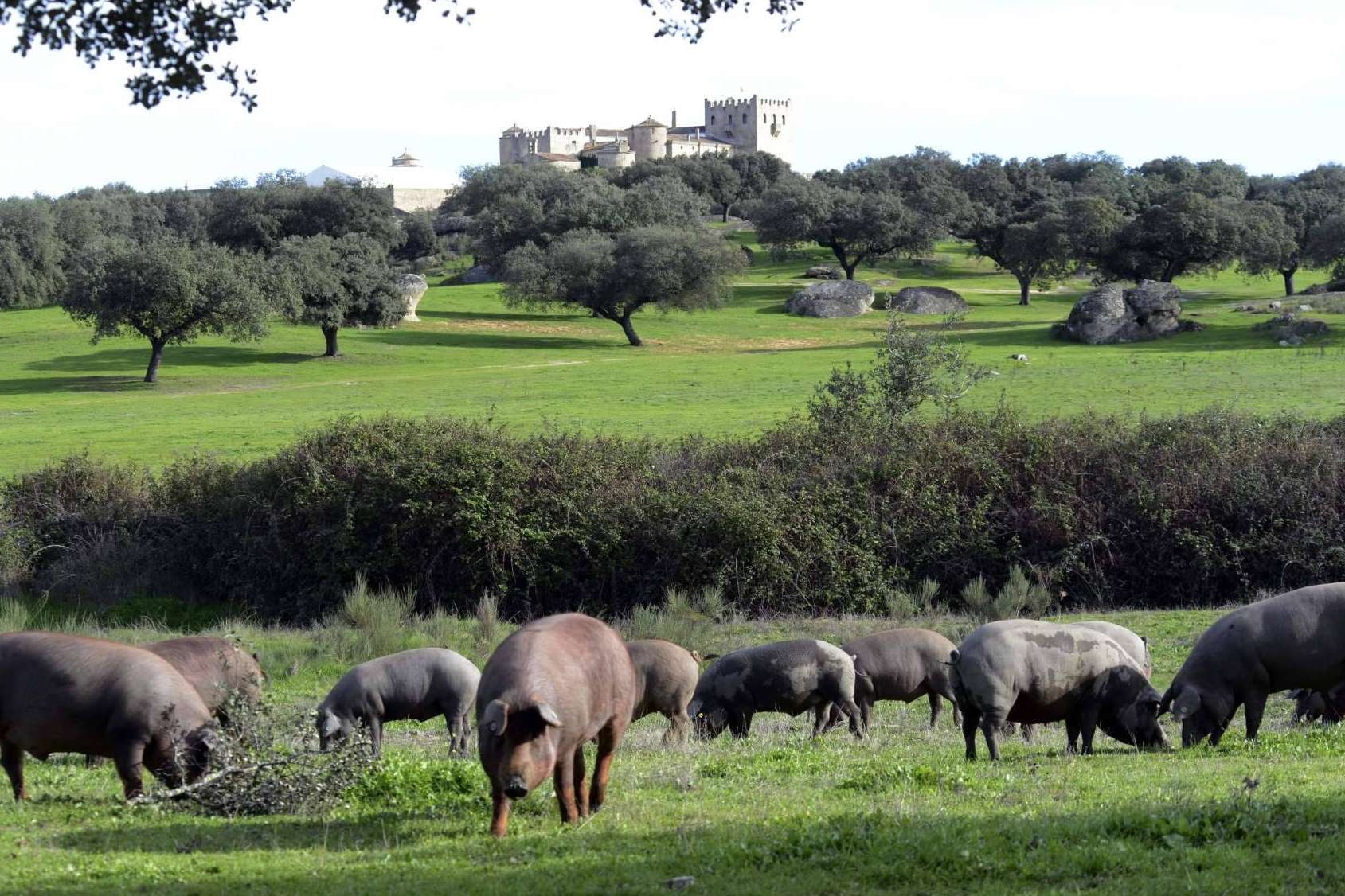Jamón ecológico, calidad en manos de Don Ibérico
