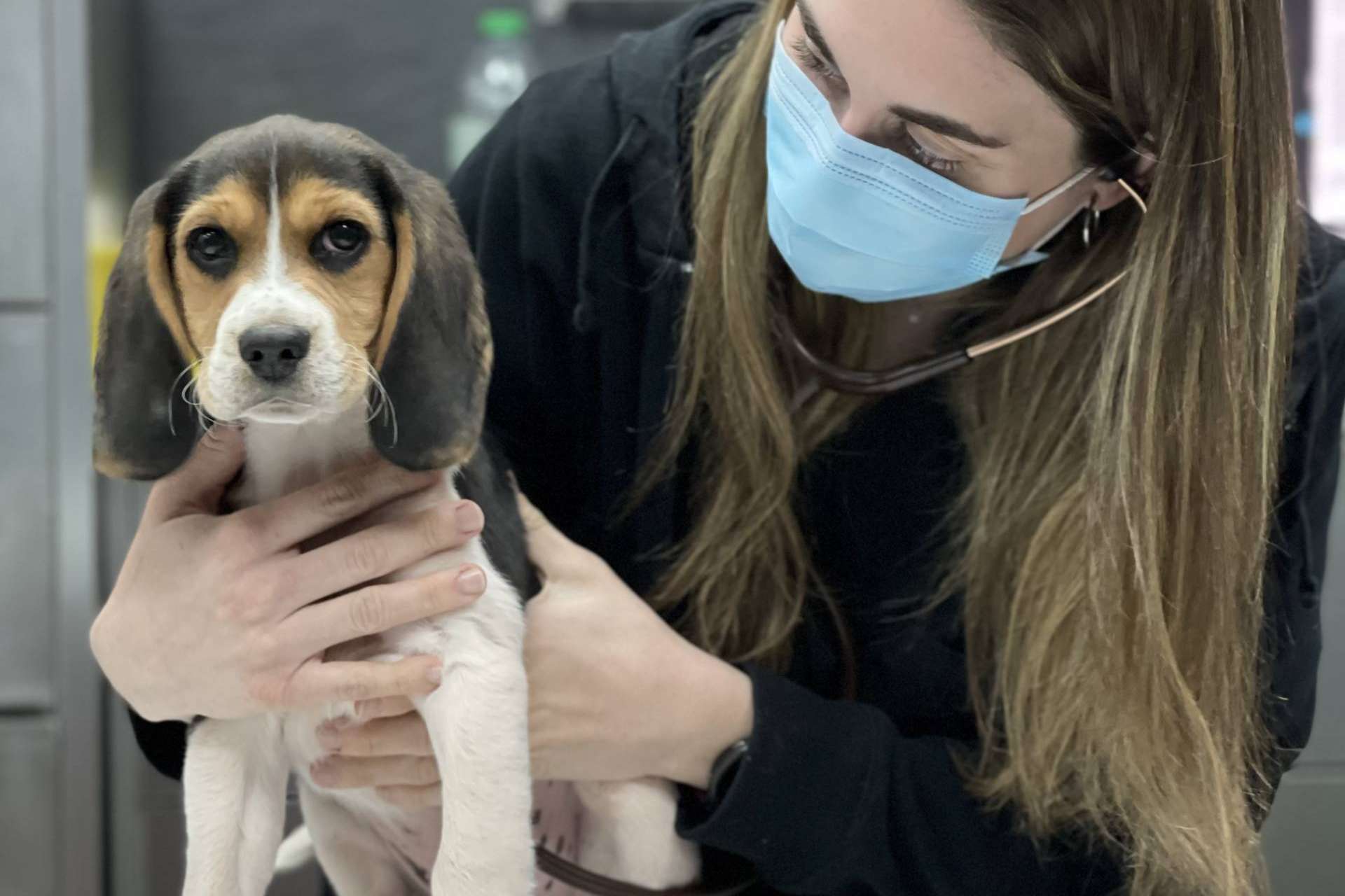 Hospital Veterinario El Bosque ofrece pack cachorro para garantizar el bienestar de los animales