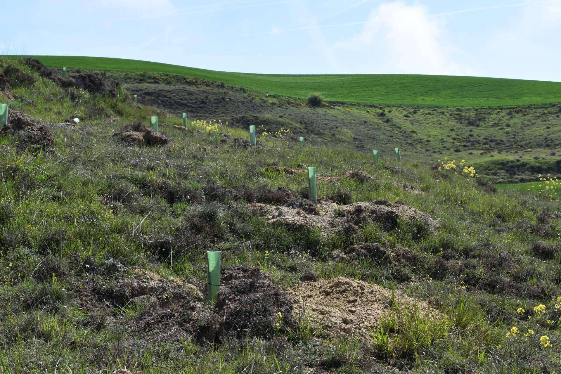 Referentes nacionales en la creación de bosques sostenibles, las grandes marcas combaten el cambio climático