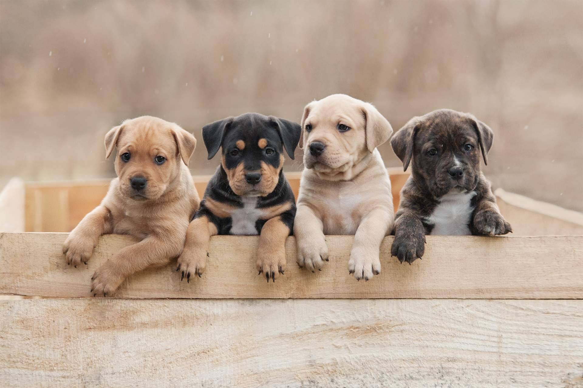 101 Cachorros ofrece todas las garantías como criadero especializado