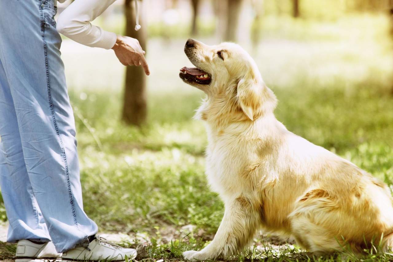 Binomium: el adiestrador de perros en Zaragoza