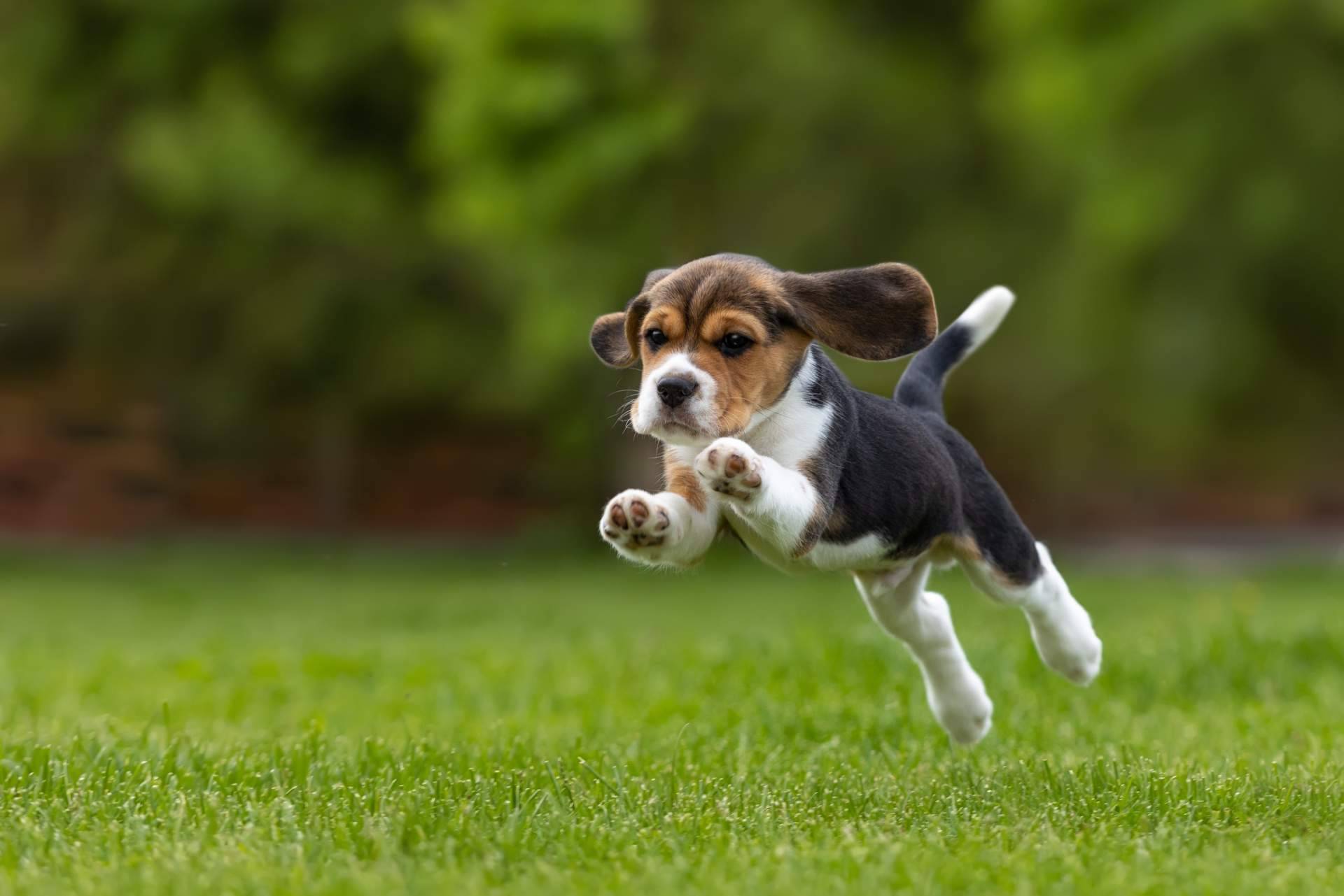 La salud de los cachorros es un tema fundamental en los criaderos responsables como Cachorros del Valle