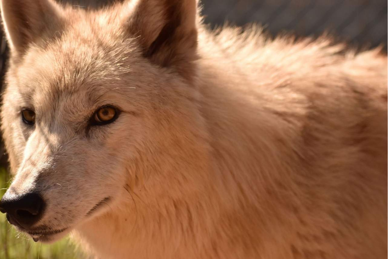 El legado e historia tras Wolves Legacy pienso