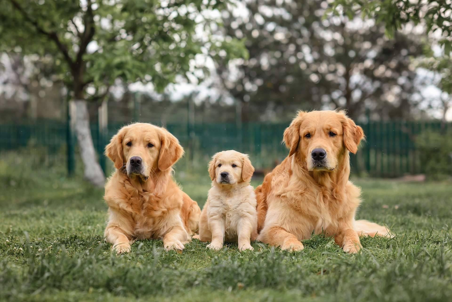 Central del Cachorro, el filtro para encontrar una mascota sana y feliz