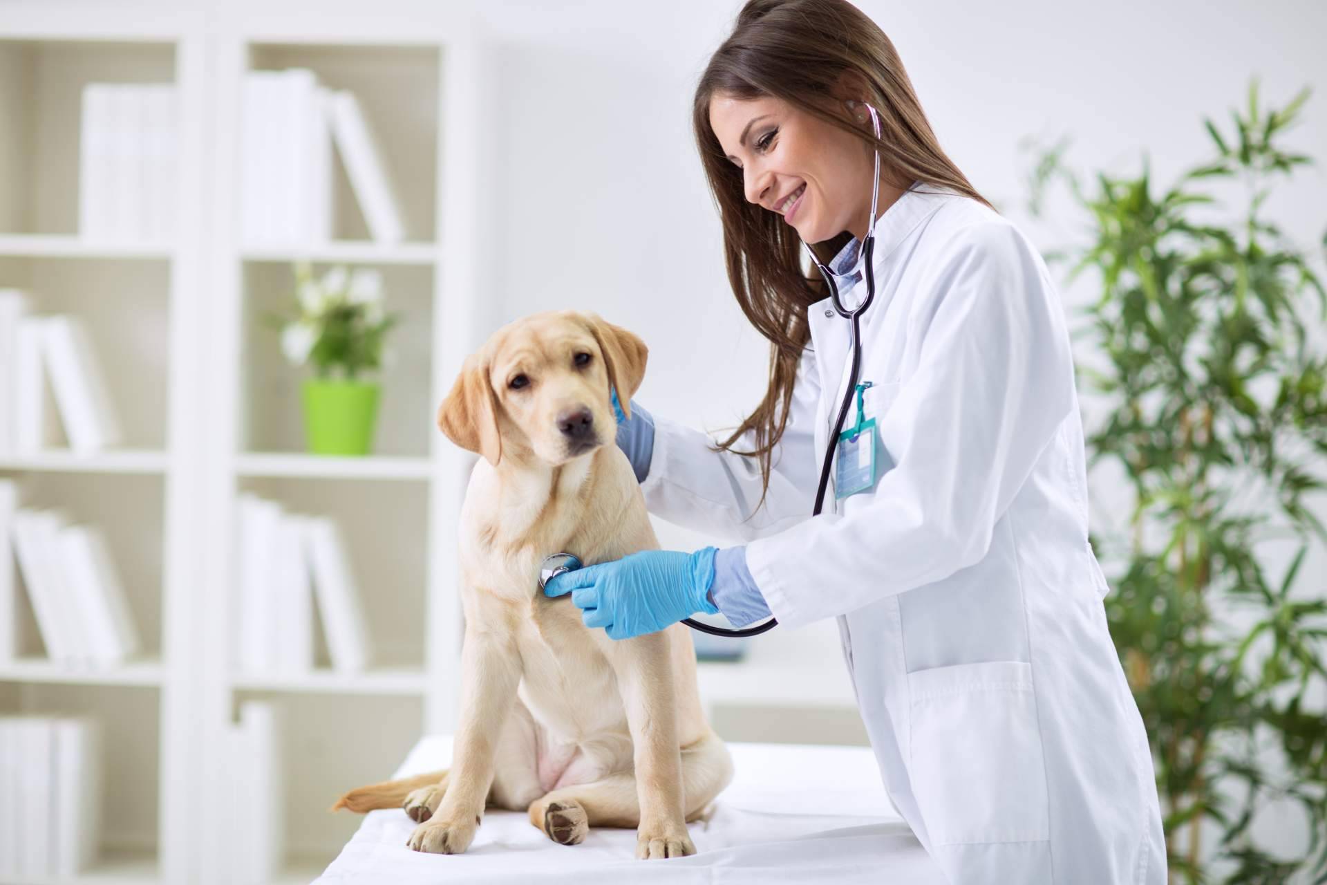 Profesionales veterinarios contrastados, por 1 Click Vet