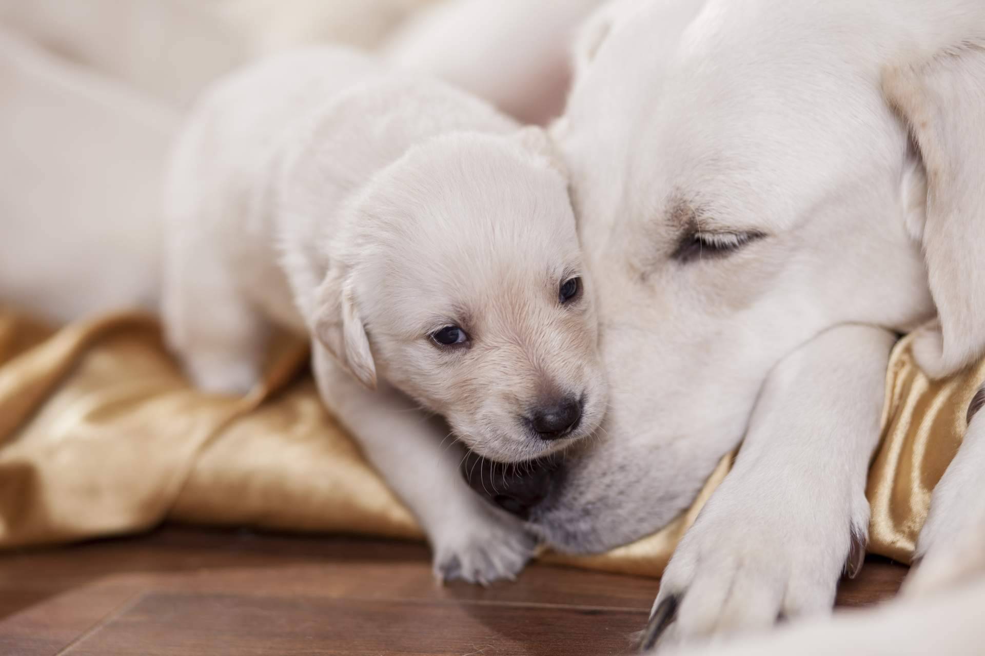 ¿Qué es el pedigree y para qué sirve?, por Cachorros del Valle