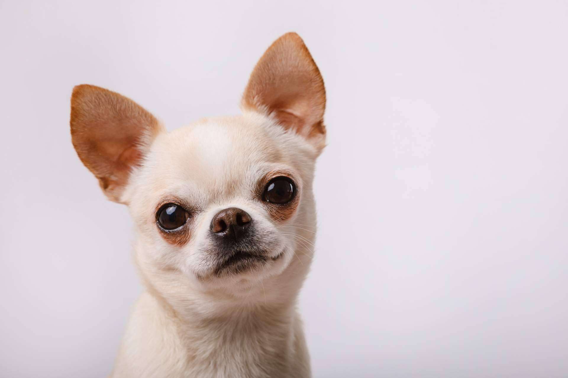 Cachorros del Valle explica algunas características sobre los chihuahuas