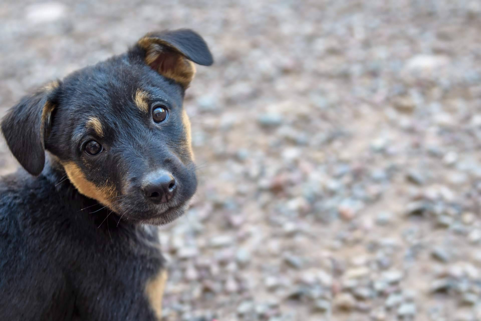 Adopta Un Animal, el buscador de animales en adopción